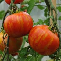 Tomate Tigerella